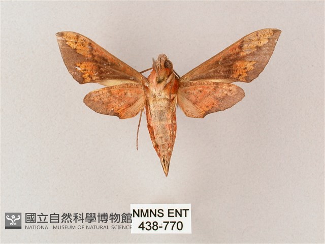 雙斑白肩天蛾藏品圖，第2張