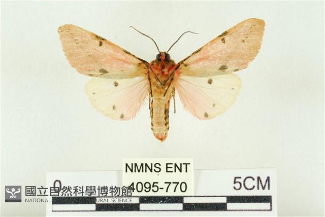 棍棒污燈蛾藏品圖，第2張