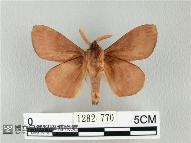 馬尾松枯葉蛾藏品圖，第2張