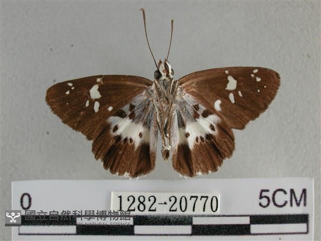 玉帶弄蝶藏品圖，第2張