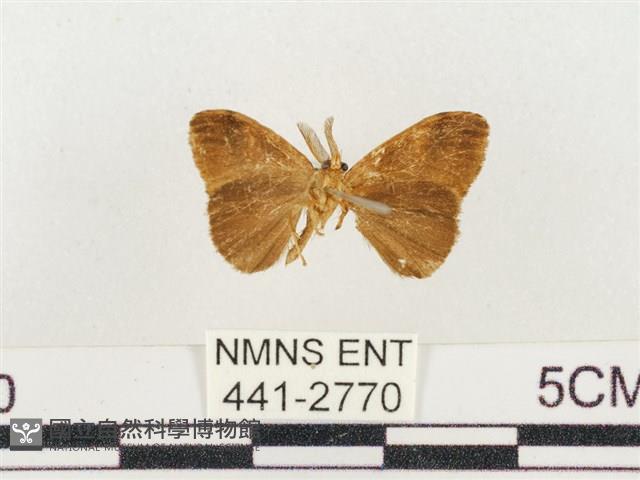 小白紋毒蛾藏品圖，第2張