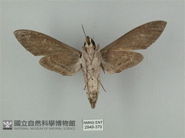 蝦殼天蛾藏品圖，第2張