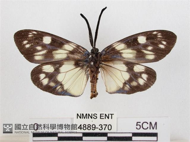 蓬萊茶斑蛾藏品圖，第2張