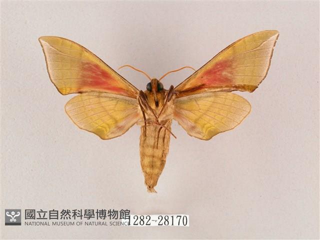 榆綠天蛾藏品圖，第2張