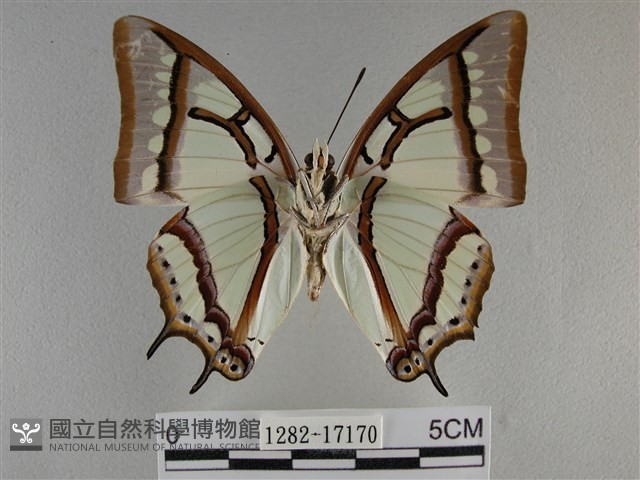 小雙尾蛺蝶藏品圖，第2張
