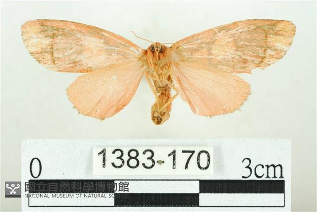 三色豔苔蛾藏品圖，第2張