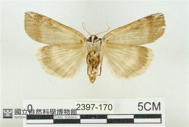 臺洒波紋蛾藏品圖，第2張