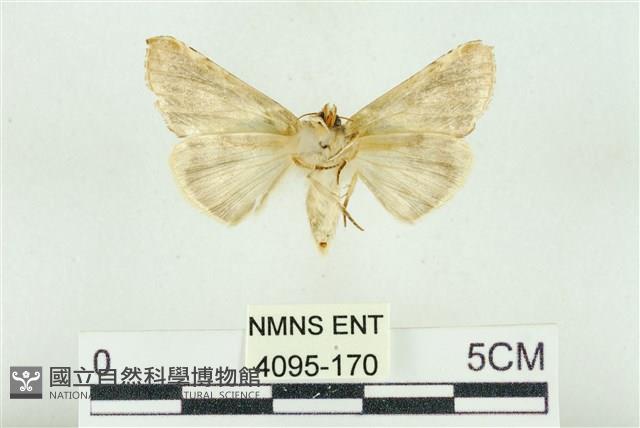 印華波紋蛾藏品圖，第2張