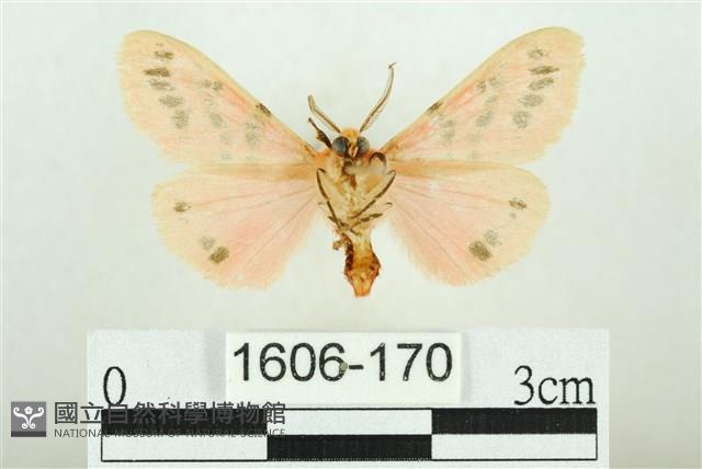 三條橙燈蛾藏品圖，第2張