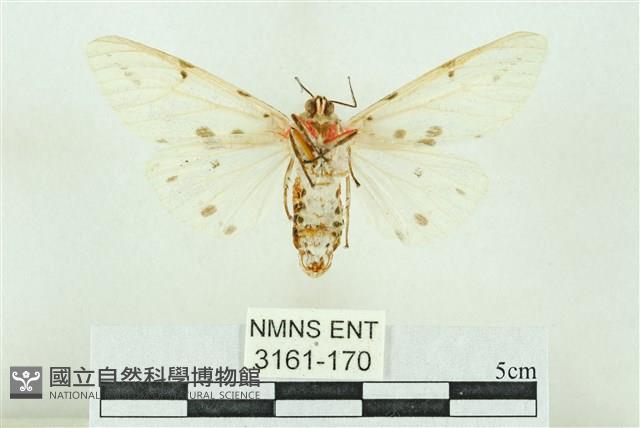 菊池污燈蛾藏品圖，第2張