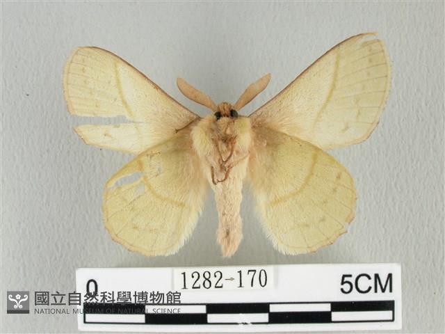 青枯葉蛾藏品圖，第2張