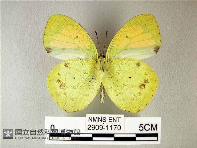 異粉蝶、雌白黃蝶藏品圖，第2張