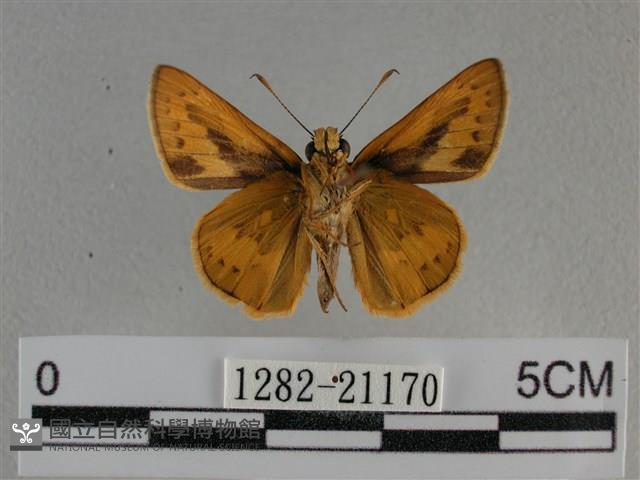 竹橙斑弄蝶藏品圖，第2張