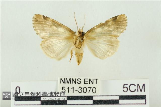 連珠波紋蛾藏品圖，第2張