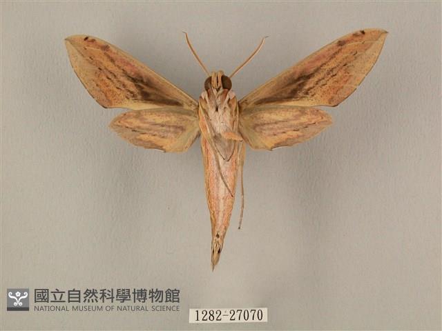 棕綠背線天蛾藏品圖，第2張