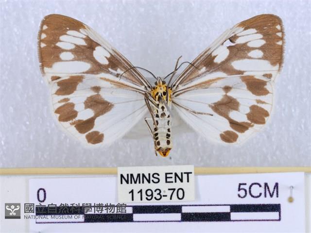 粉蝶燈蛾藏品圖，第2張