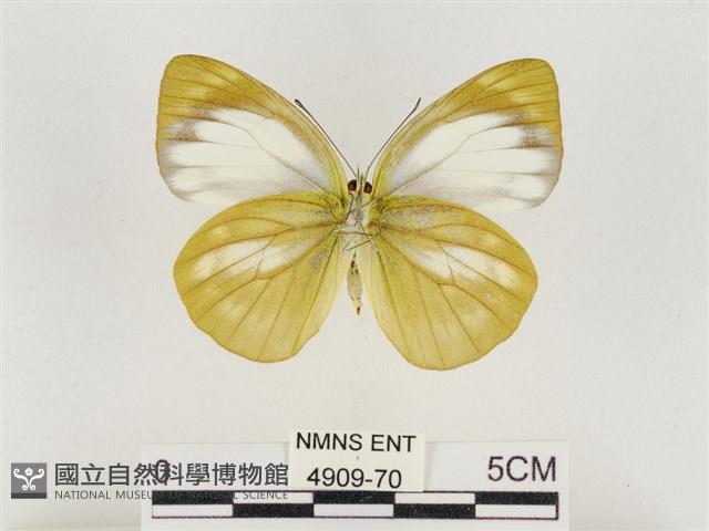 淡褐脈粉蝶藏品圖，第2張