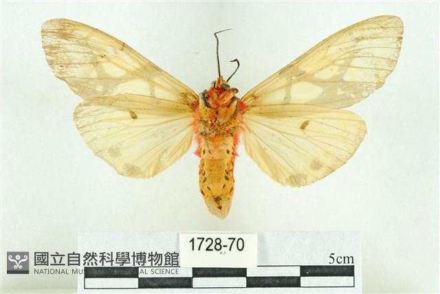 乳白斑燈蛾藏品圖，第2張