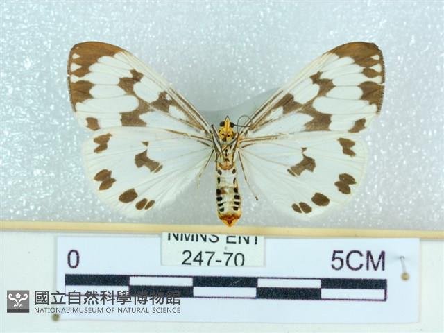 粉蝶燈蛾藏品圖，第2張