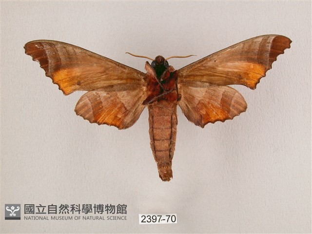 黑角六點天蛾藏品圖，第2張