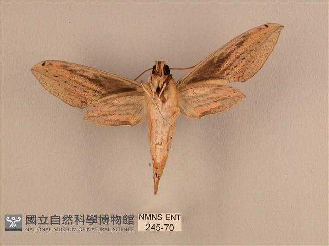 棕綠背線天蛾藏品圖，第2張