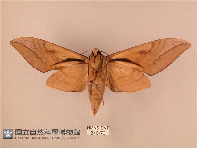 波紋豆天蛾藏品圖，第2張