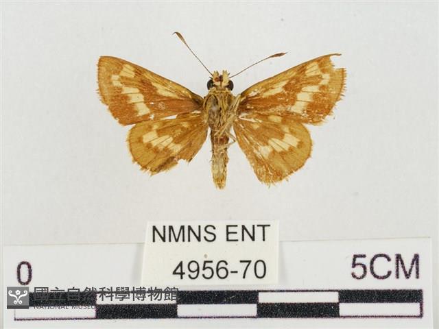 蓬萊黃斑弄蝶藏品圖，第2張