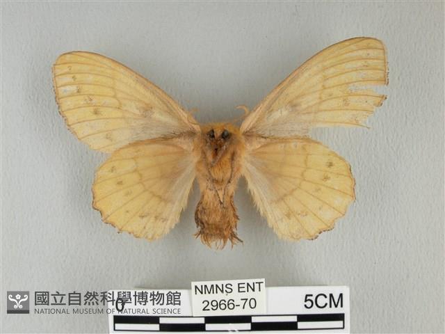 青枯葉蛾藏品圖，第2張