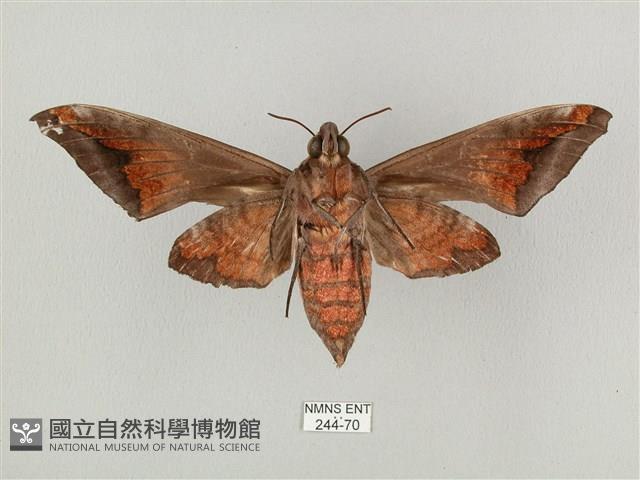 全緣缺角天蛾藏品圖，第2張