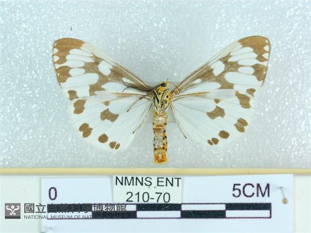 粉蝶燈蛾藏品圖，第2張