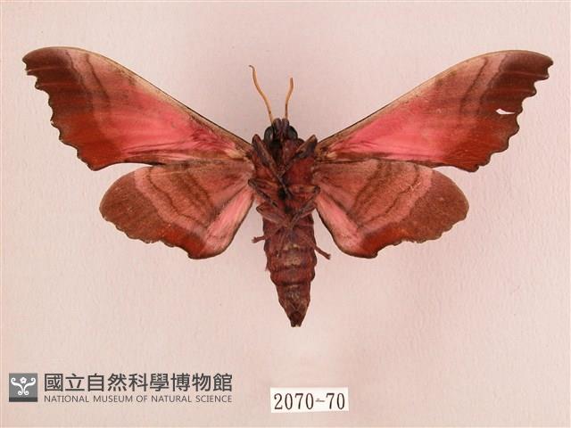 桃紅六點天蛾藏品圖，第2張