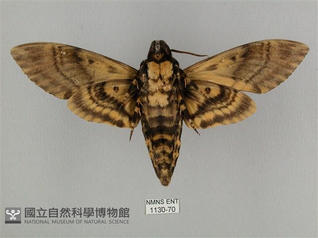 鬼臉天蛾藏品圖，第2張