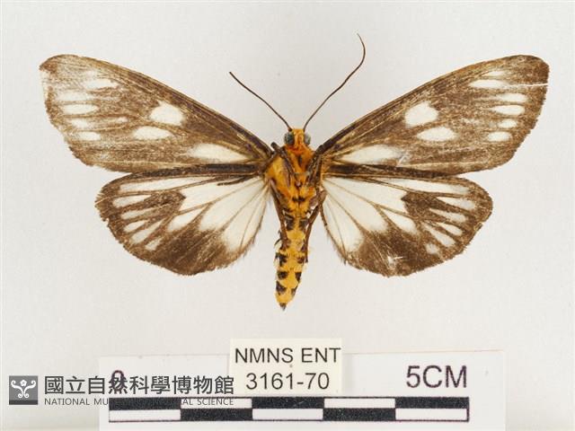 巨網燈蛾藏品圖，第2張