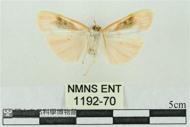 臺雪苔蛾藏品圖，第2張