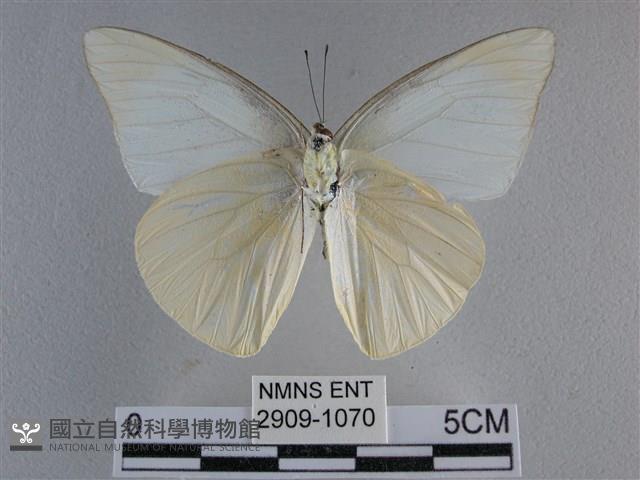 尖翅尖粉蝶藏品圖，第2張