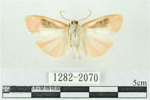 臺雪苔蛾藏品圖，第2張