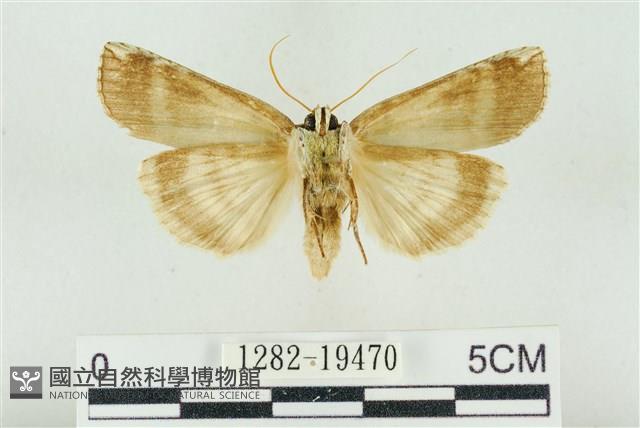 臺洒波紋蛾藏品圖，第2張