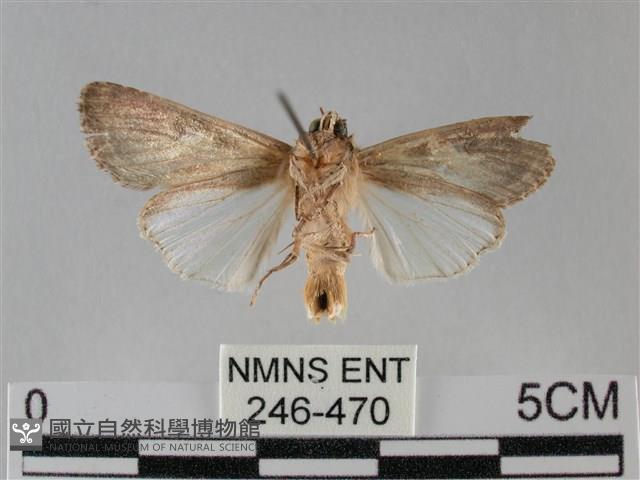 斜紋夜盜蛾藏品圖，第2張