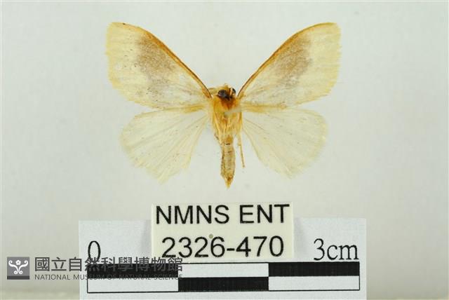 寬紋黃毒蛾藏品圖，第2張