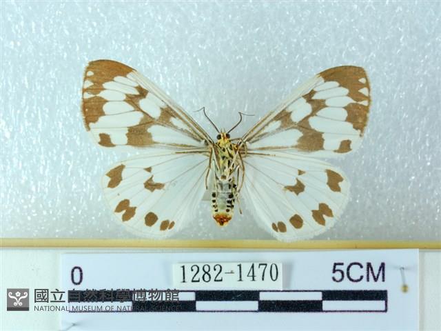 粉蝶燈蛾藏品圖，第2張