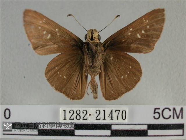尖翅褐弄蝶藏品圖，第2張