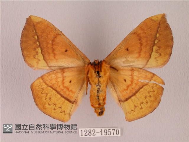 阿里山絨帶蛾藏品圖，第2張