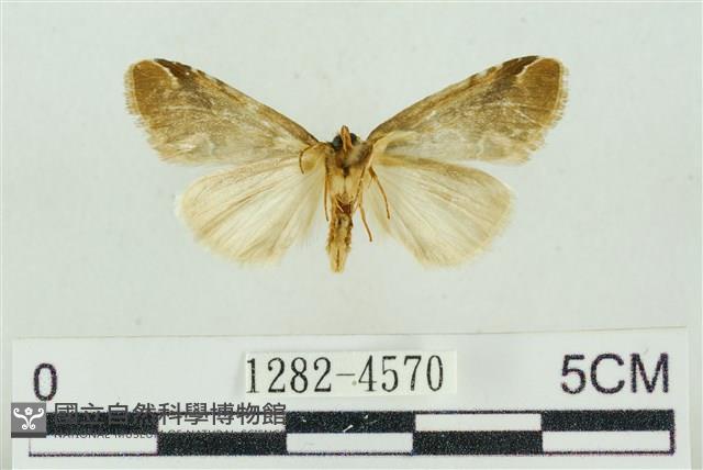 臺美波紋蛾藏品圖，第2張