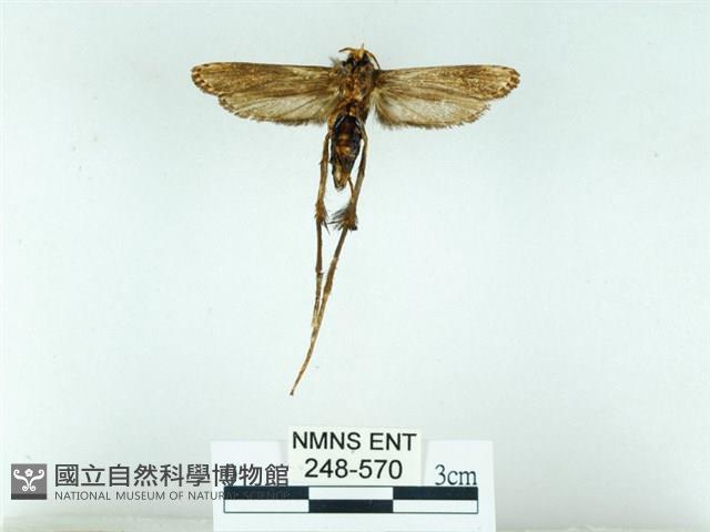 長腳大織蛾藏品圖，第2張