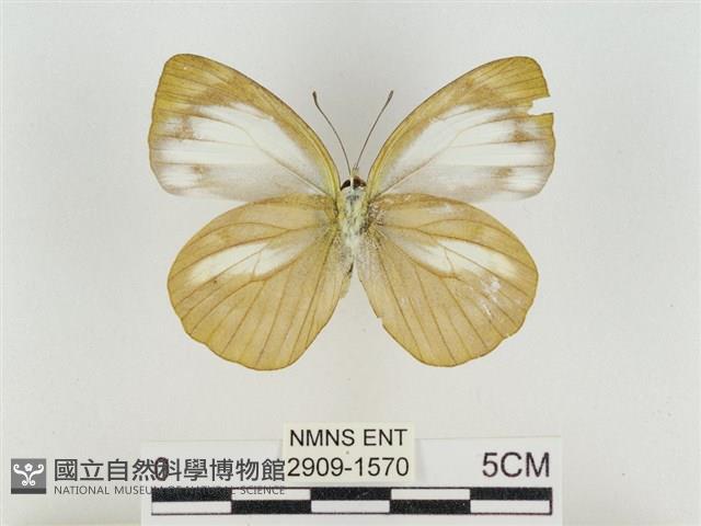 淡褐脈粉蝶藏品圖，第2張