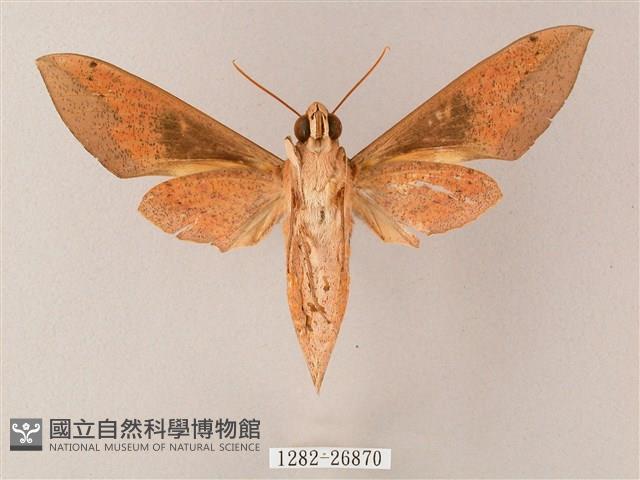 藏斜紋天蛾藏品圖，第2張