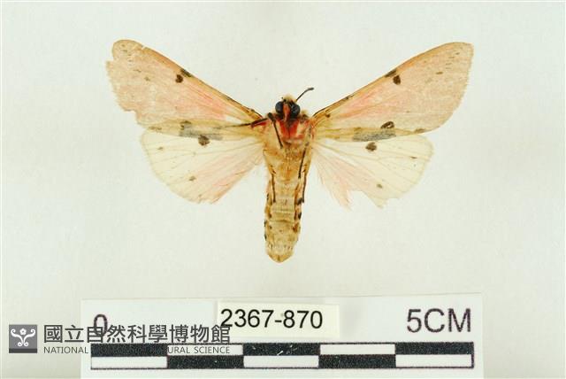 棍棒污燈蛾藏品圖，第2張