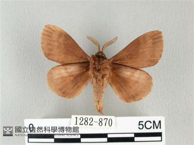 馬尾松枯葉蛾藏品圖，第2張