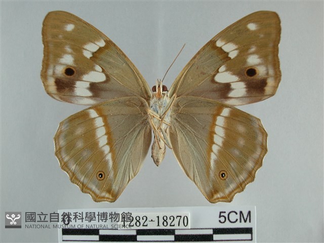 金鎧蛺蝶藏品圖，第2張