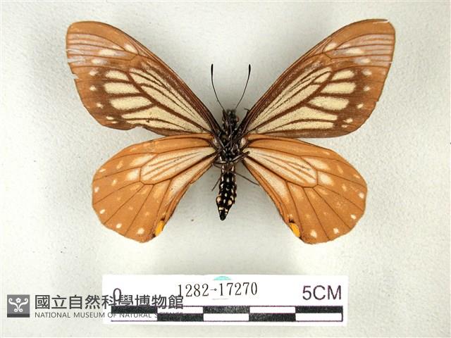 黃星斑鳳蝶藏品圖，第2張
